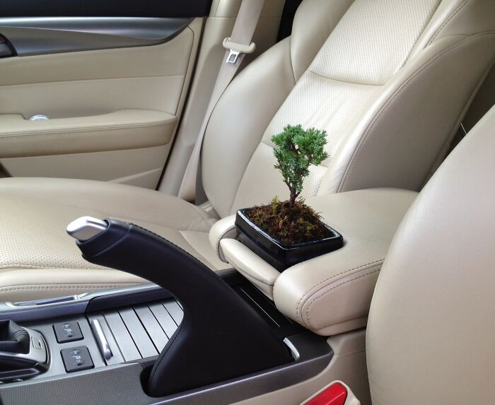 la façon dont ce bonsaï tient dans ma voiture