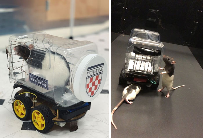 Des scientifiques ont récemment découvert que les rats adorent conduire des petites voitures, même s’ils ne reçoivent pas de friandises. Lorsqu’ils ont été placés dans des labyrinthes adaptés aux petites voitures, les rats ont tout simplement aimé se balader.