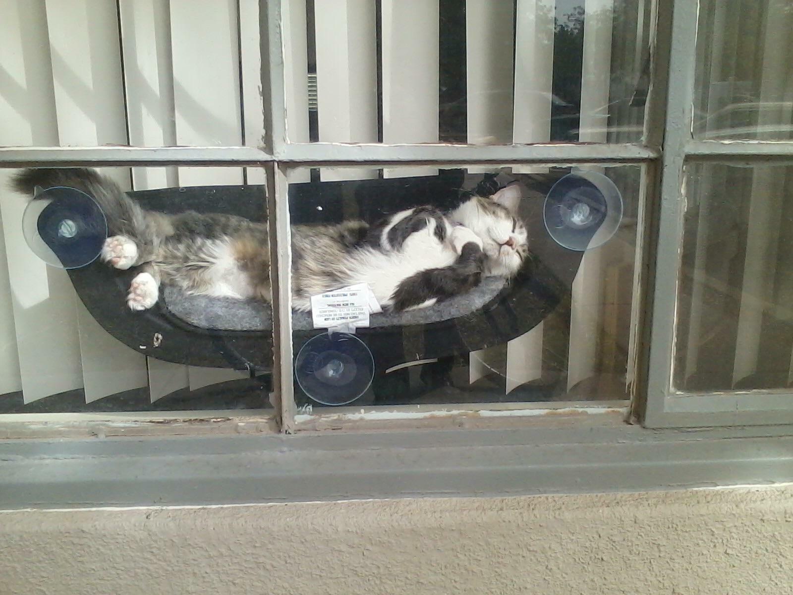 mon amie a un hamac pour son chat