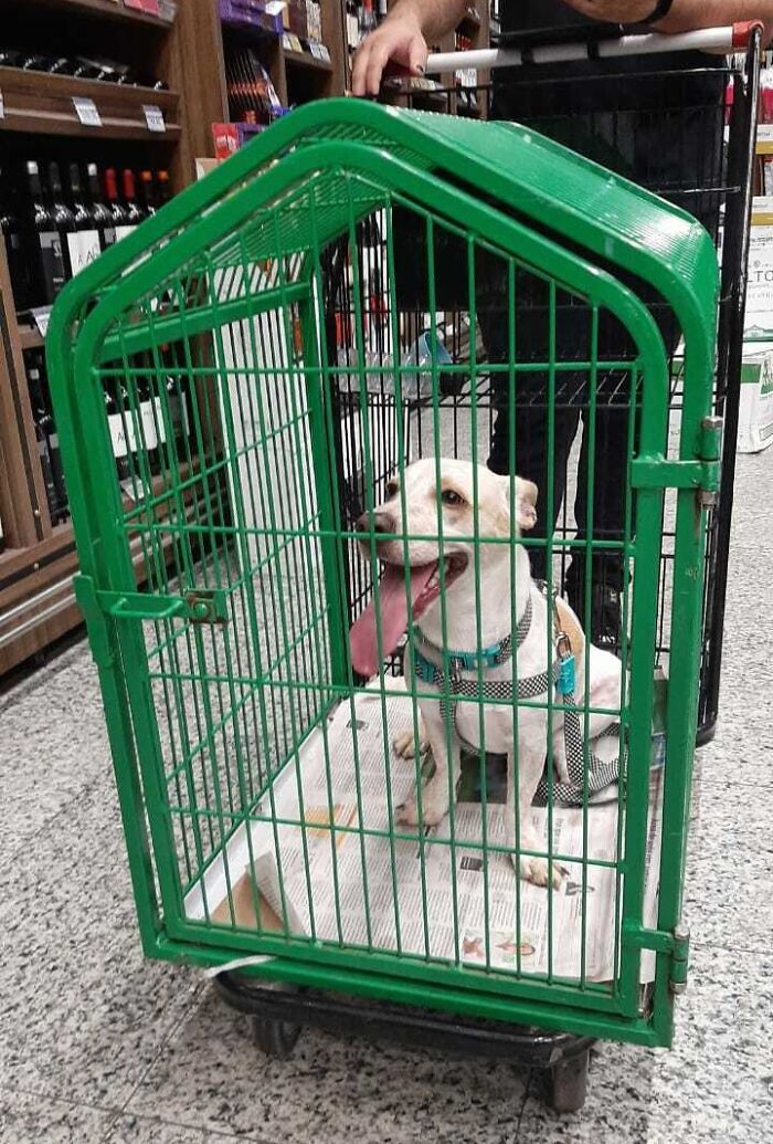 Ce supermarché a un chariot spécial pour que tu puisses faire tes courses avec ton animal de compagnie.