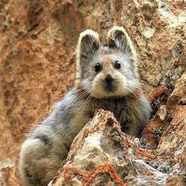 Originaire d’une région reculée de la Chine, ce minuscule mammifère, connu sous le nom de pika ili, ne sait pas qu’il fait partie d’une espèce menacée, et la plupart des gens non plus.