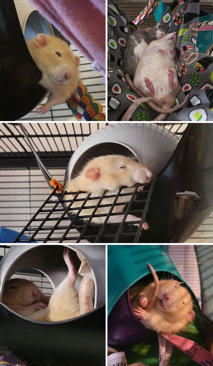 Le meilleur des positions créatives d’alfred pour dormir