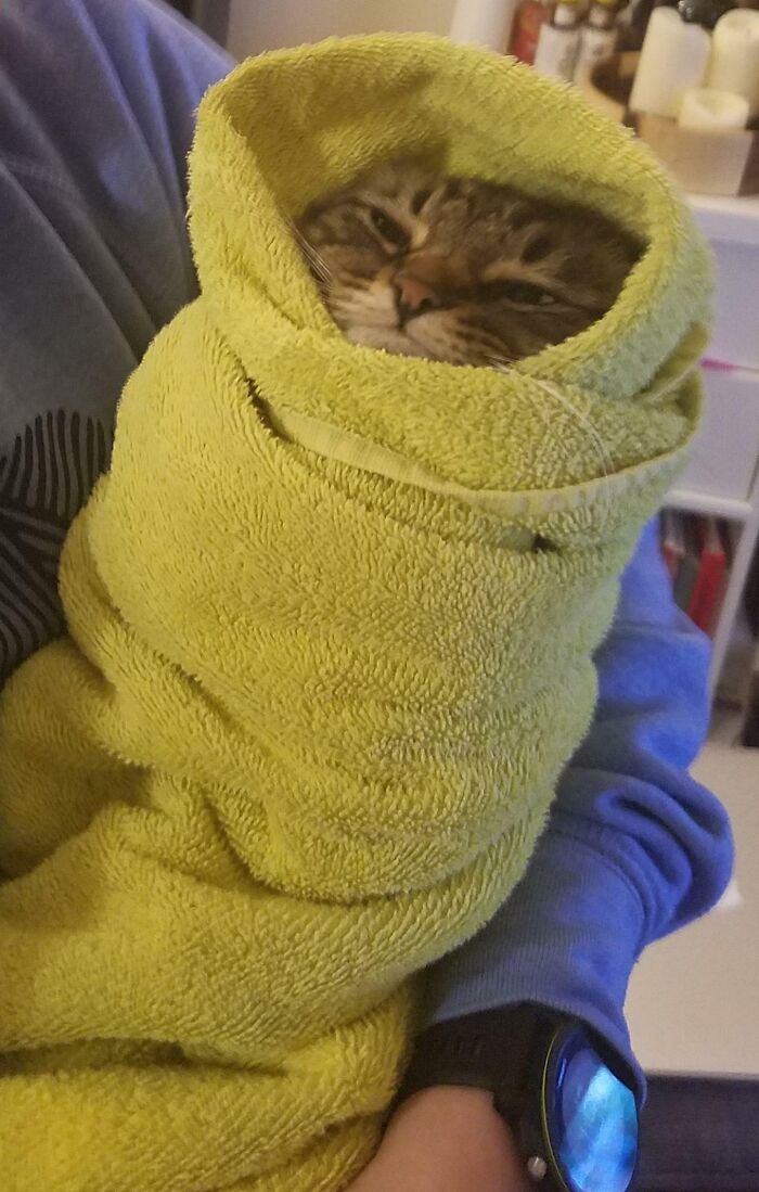 benjen était méchant chez le vétérinaire, alors ils ont suggéré que nous l’habituions à être emmailloté. maintenant c’est un purrito