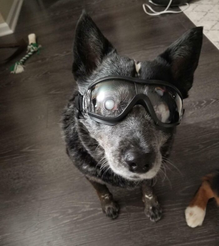 Mon chien de 11 ans est aveugle mais il adore les randonnées, alors je lui ai acheté des lunettes de protection pour protéger ses yeux des bâtons.