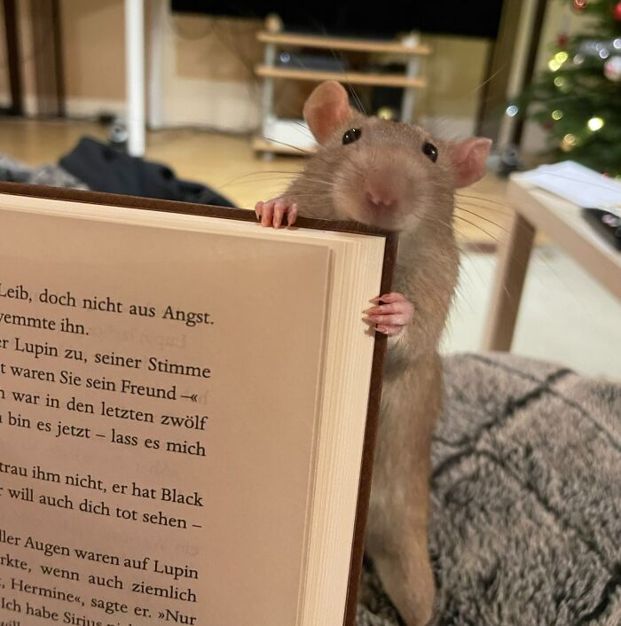 Je peux te présenter l’un de mes précieux rats – gizmo