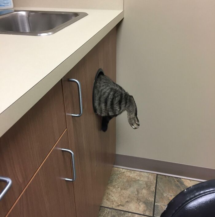 Je vois les chiens et les chats dans les coins du vétérinaire, et je lève notre chat, Yam. Il s’échappe par le trou de la poubelle.
