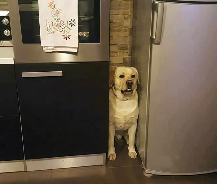 ce chien entre le réfrigérateur et le four