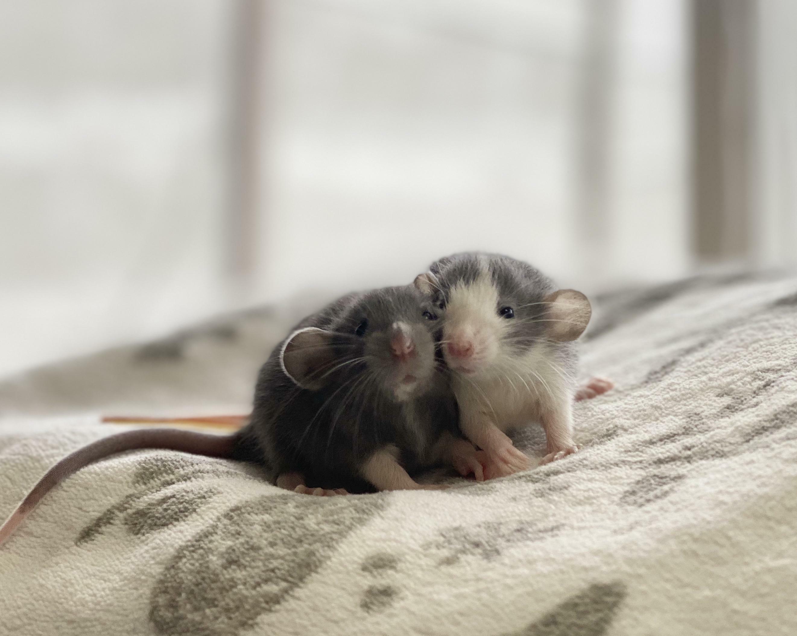 frères bébés rats