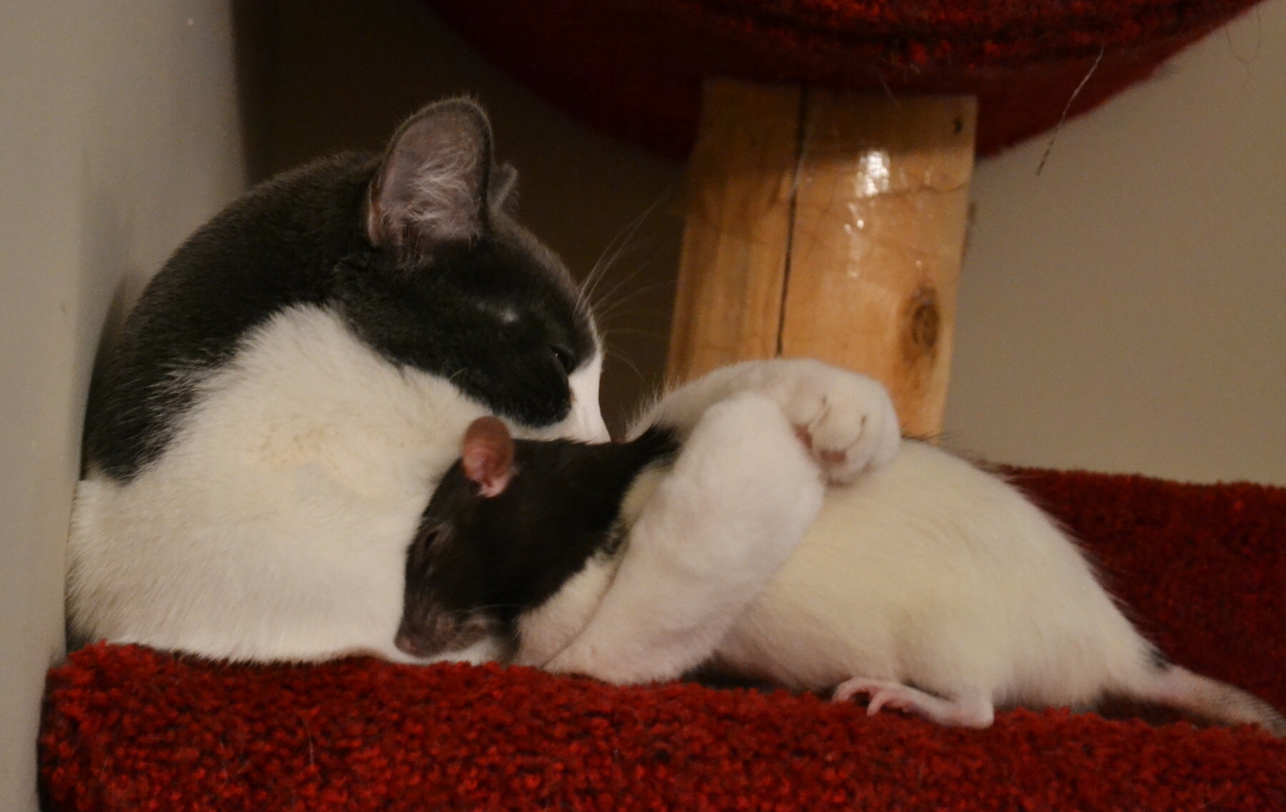 mon chaton et mon rat qui se câlinent