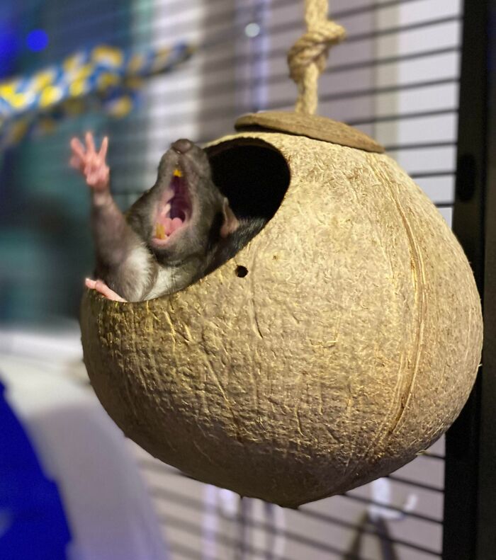 mon rat de compagnie a l’air de chanter : i came in like a wreeeeeecking ball