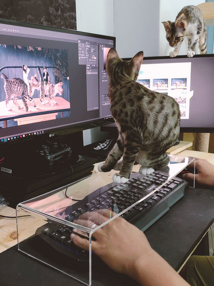 comment résoudre le problème de frappe du chat