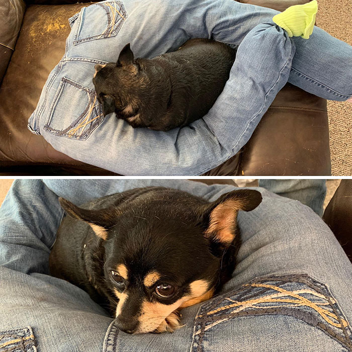 Mon chien de 10 ans aime dormir sur mes jambes. Je lui ai fabriqué ceci avec un de mes vieux jeans pour qu’il puisse dormir dessus pendant que je suis au travail.