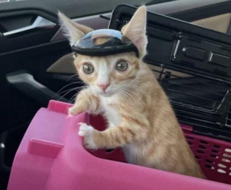 loutre, un chat handicapé dont le crâne ne s’est pas formé correctement, portant son casque sur mesure