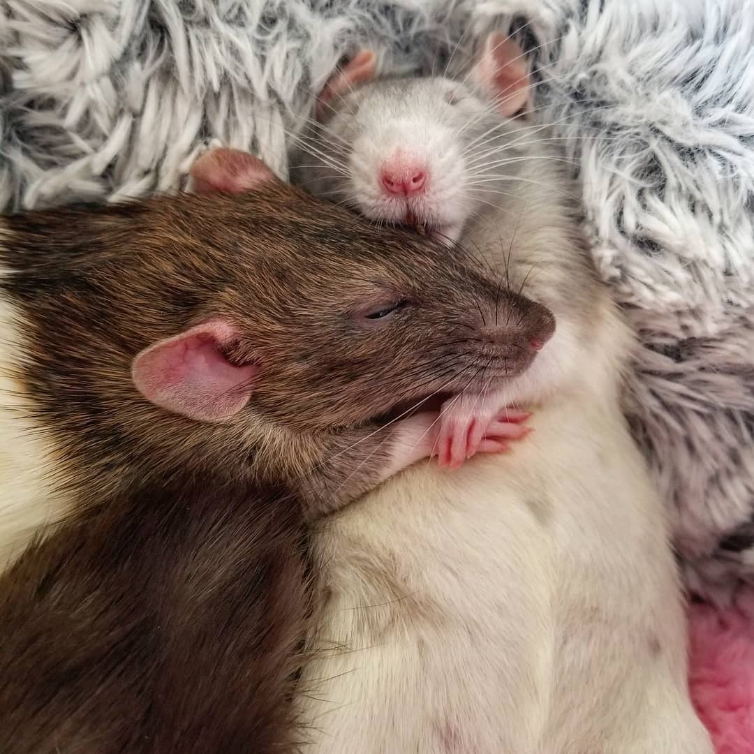 La vie est meilleure avec un compagnon câlin