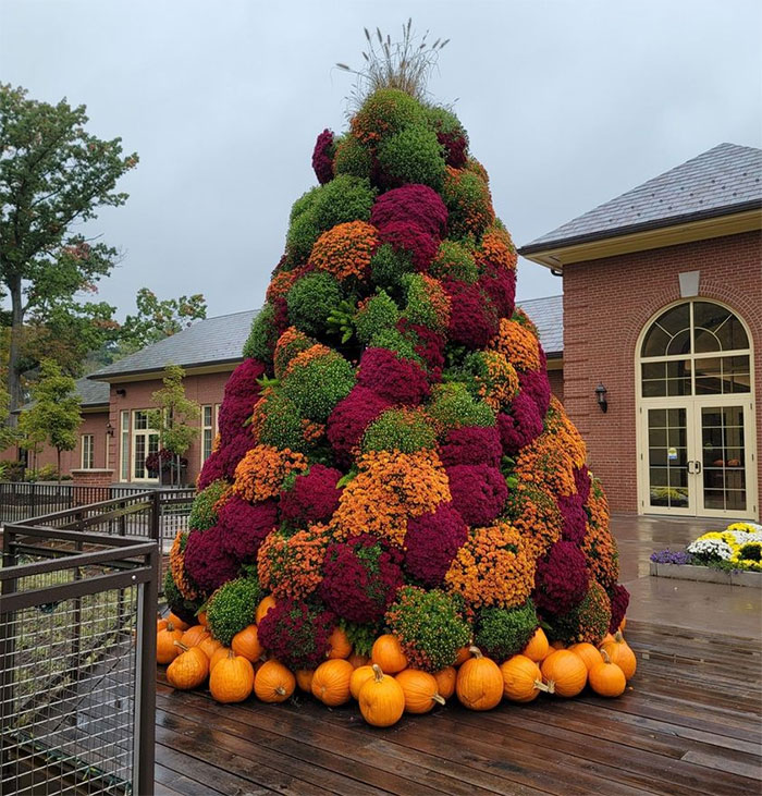 un magnifique chrysanthème exposé au kingwood center, un jardin fabuleux situé à mansfield, ohio