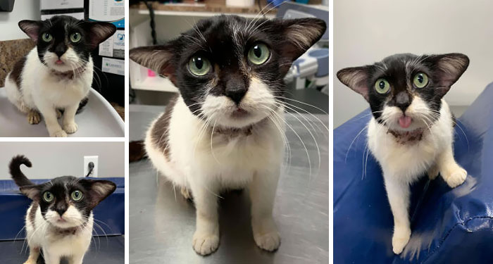 Cet adorable chaton a été amené chez le vétérinaire par un sauvetage pour un contrôle.
