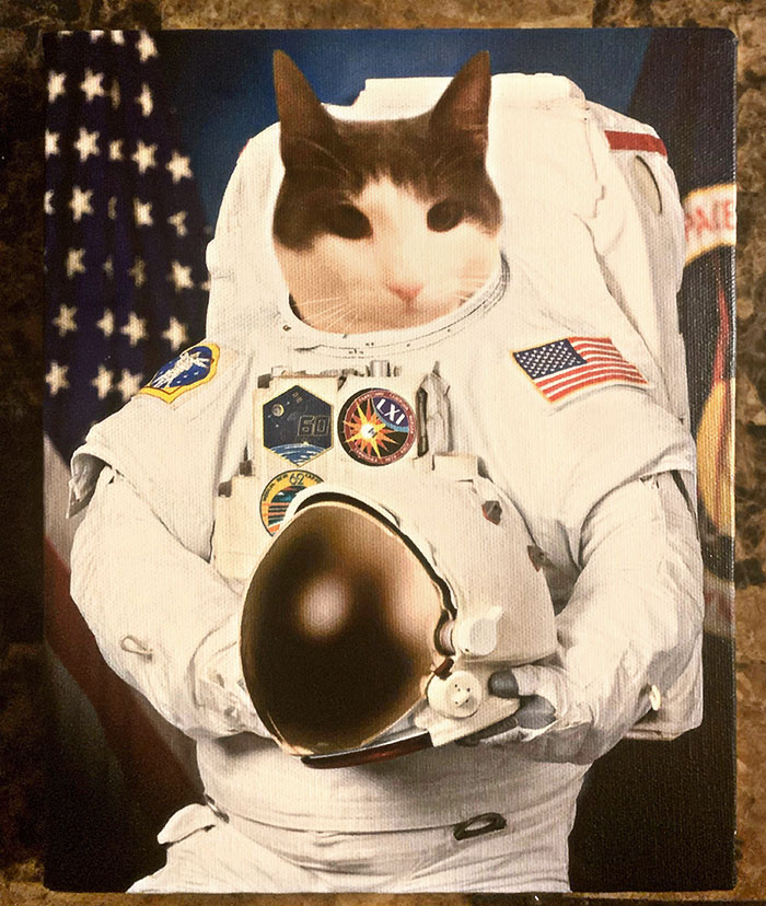 Le cadeau de Noël de mon petit ami était notre chat Wasabi en astronaute. J’ai pensé que vous pourriez l’apprécier autant que moi.