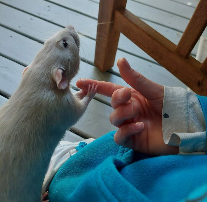 quand le rat de ma fille, « wasabi bobby », est nerveux ou dans une nouvelle situation, il lui tient la main pour la réconforter