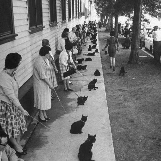 chat noir appel de casting ouvert pour un film d’edgar allen poe en 1961