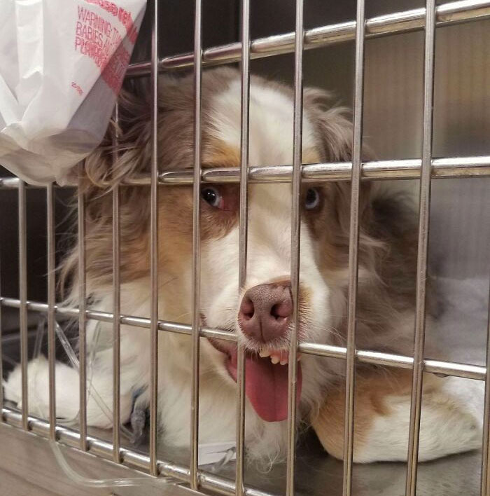 Mon chien a insisté pour garder son visage comme ça chez le vétérinaire. Il était légèrement sous sédatif.