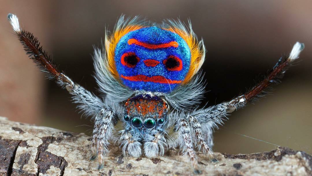 maratus volans : communément appelée l’araignée paon, en raison du rabat circulaire de couleur vive dans l’abdomen du mâle.
