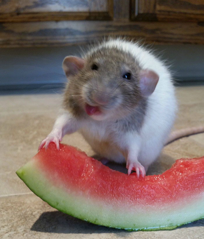 mon rat essaie la pastèque pour la première fois