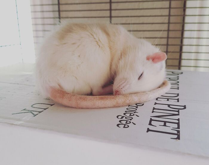mon rat mignon