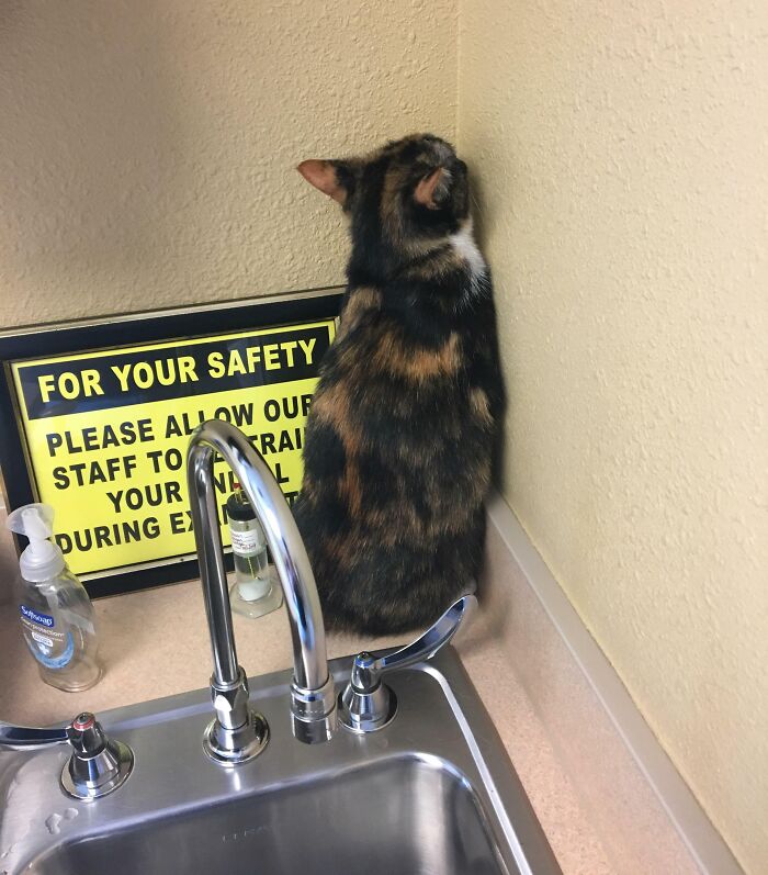 Mon chat est allé chez le vétérinaire aujourd’hui