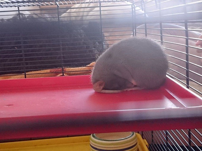 le rat de compagnie de ma copine qui dort