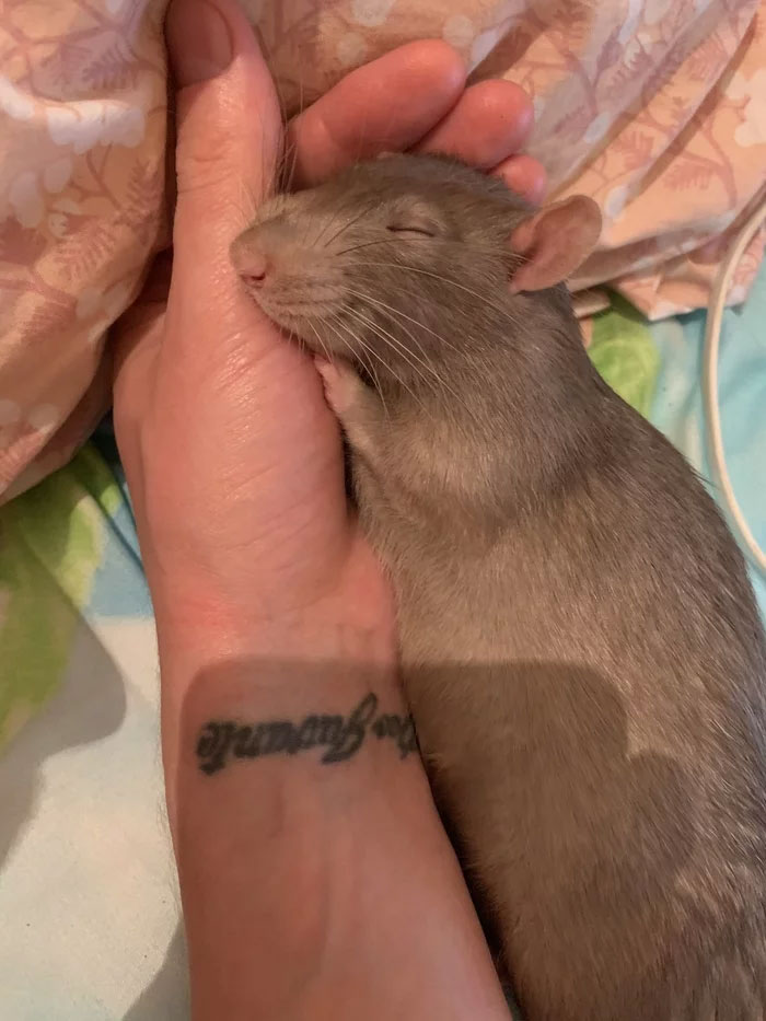 On me dit souvent que les rats sont vils, mais cela fait 30 minutes que je suis allongée sans bouger ma main pour ne pas le réveiller.