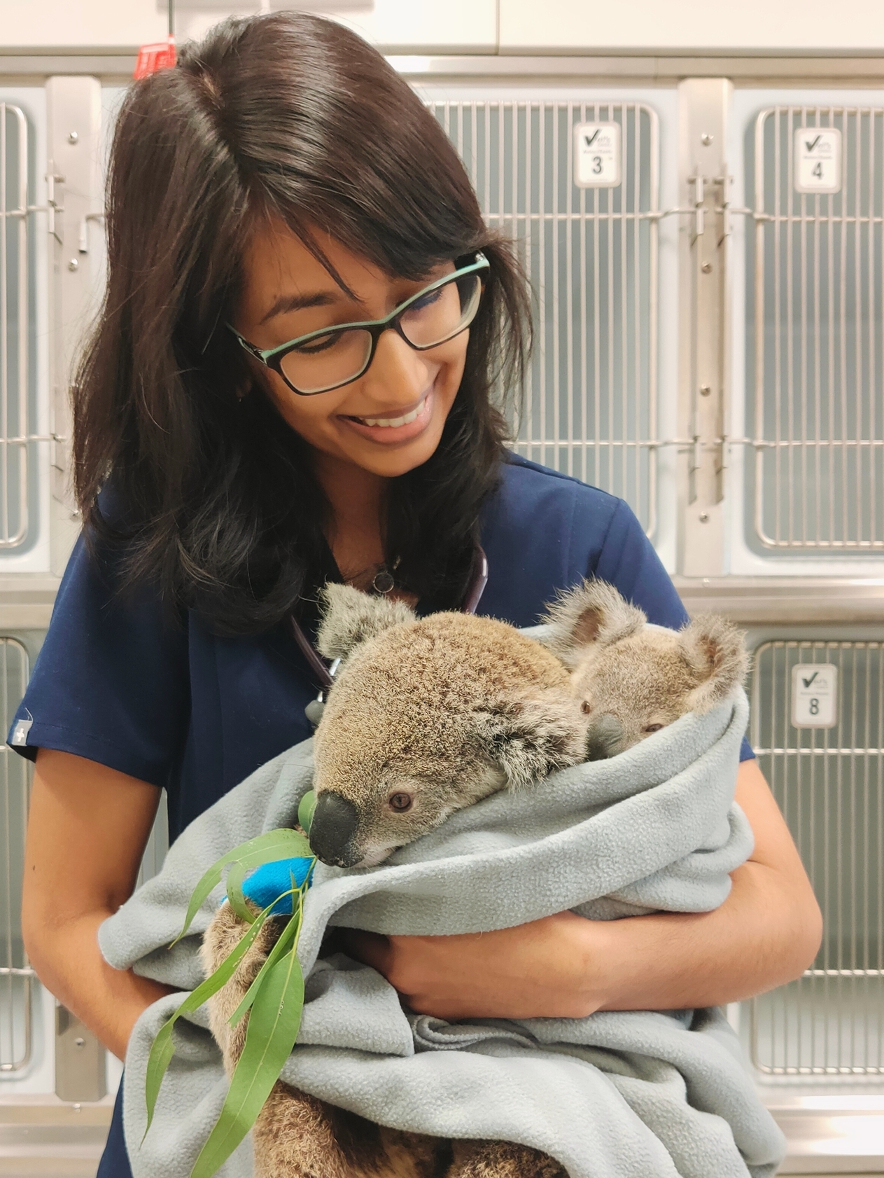 Un jeune koala est arrivé chez nous avec des blessures de combat de chien et j’ai remarqué qu’elle avait un mamelon en train d’allaiter. Cela a pris une journée entière, mais nous avons pu la retrouver et la réunir avec son bébé.