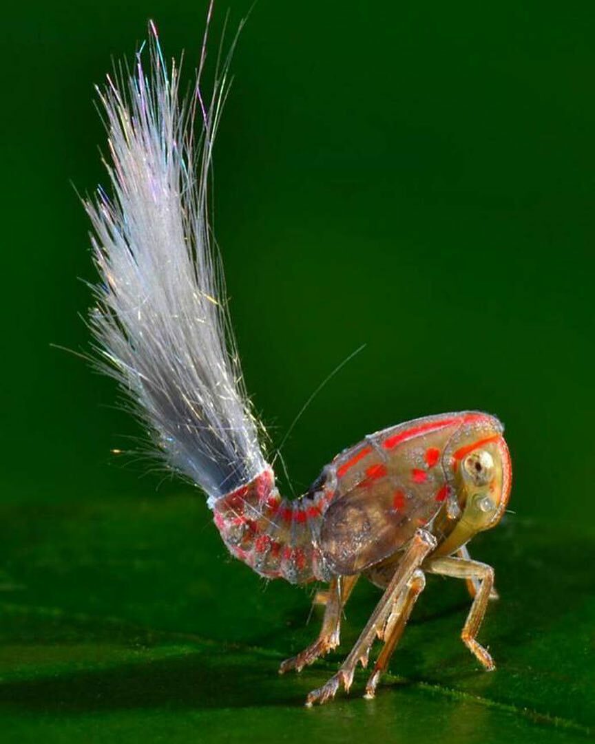Cet insecte “à poils de troll” est l’un des insectes les plus cool que nous ayons jamais vus.