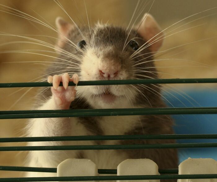 Les rat grabbies sont supérieurs à tous les autres