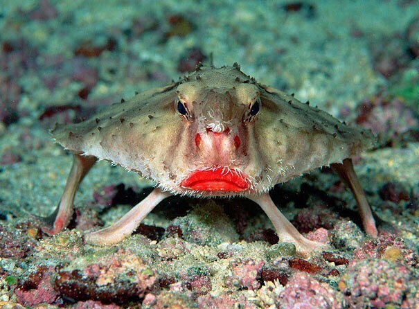 Le poisson-chauve-souris à lèvres rouges ou poisson-chauve-souris des Galápagos est un poisson à la morphologie inhabituelle que l’on trouve autour des îles Galápagos et au large du Pérou à des profondeurs de 3 à 76 m (10 à 249 pieds).
