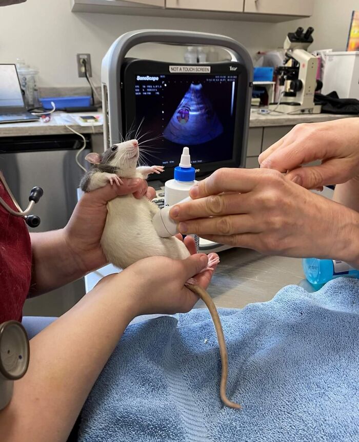 Ce rat passe une échographie