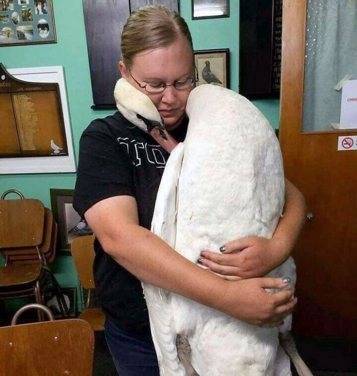 Ce cygne qui fait un câlin au vétérinaire qui lui a sauvé la vie