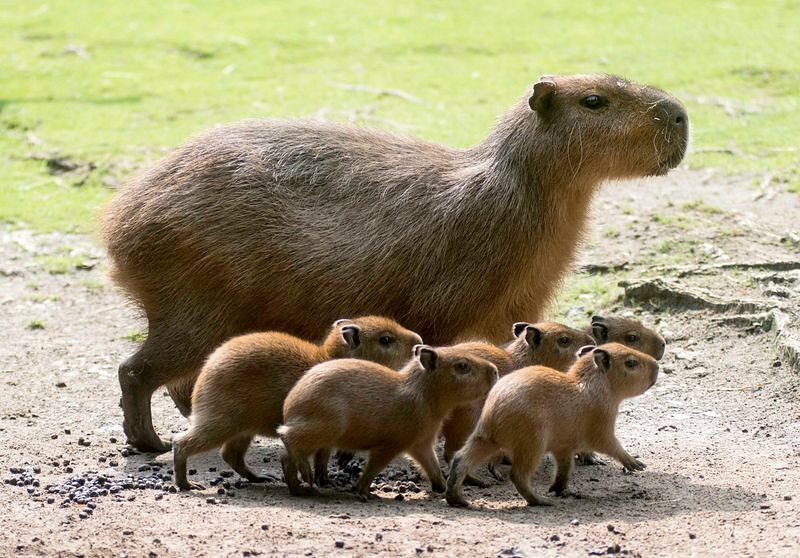Le capybara est le plus grand rongeur du monde.