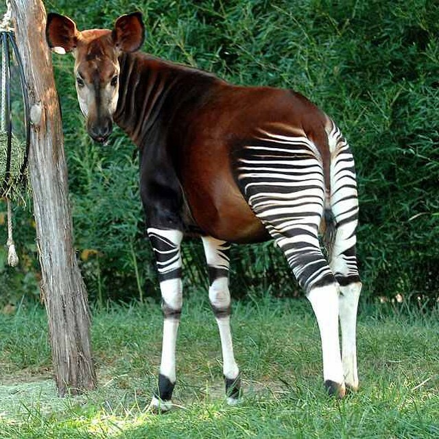 L’okapi est un mammifère artiodactyle girafe originaire du nord-est du congo, en Afrique centrale.