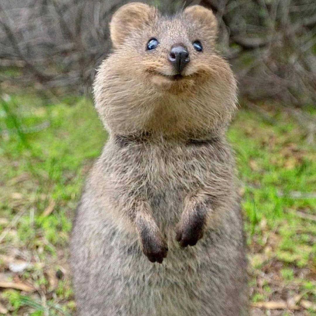Quokka : réputé être l’animal le plus heureux du monde, le quokka est aussi connu sous le nom de wallaby des broussailles à queue courte.