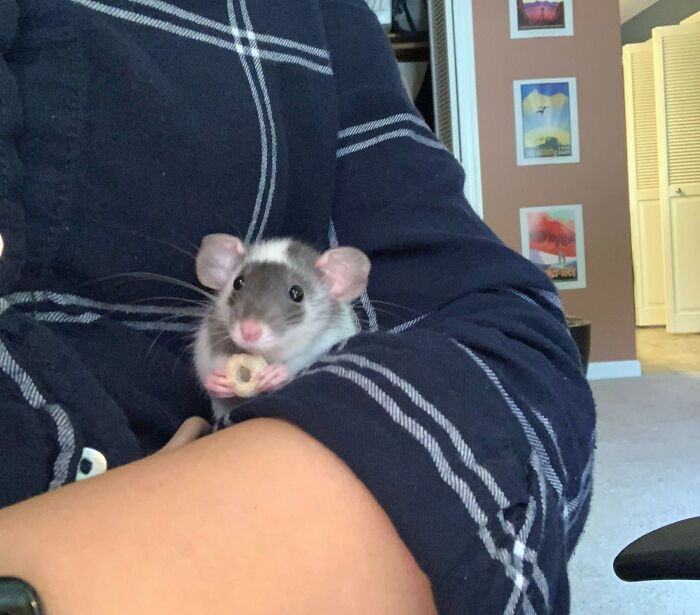 Mon collègue mange la nourriture la plus bruyante possible juste à côté de ma tête, c’est tellement grossier. S’il n’était pas si mignon, j’en parlerais avec lui.