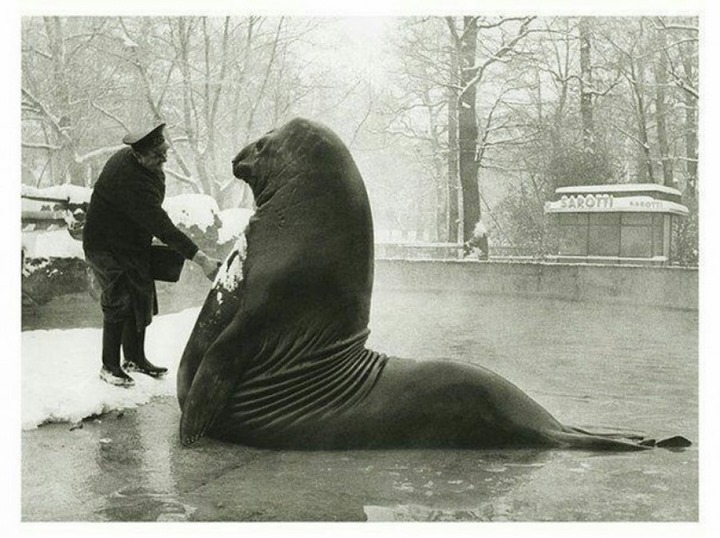 roland, un éléphant de mer de 4 000 livres, prend un bain avec son maître au zoo de berlin. cette photo a été prise en 1930.