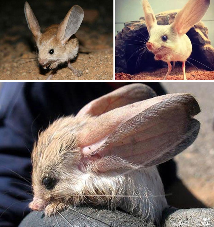 le jerboa à longues oreilles est un rongeur nocturne ressemblant à une souris, doté d’une longue queue, de longues pattes arrière pour sauter et d’oreilles exceptionnellement grandes. on sait très peu de choses sur cette espèce.
