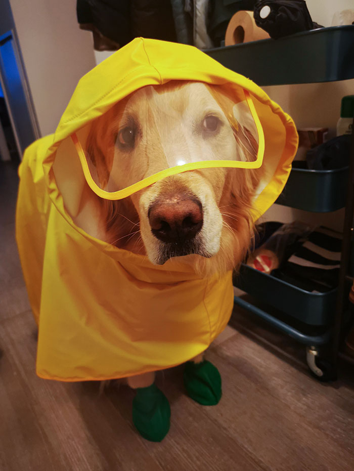 est absolument prête à sauter dans l’eau pour nager, mais refuse de marcher sous la pluie sans manteau
