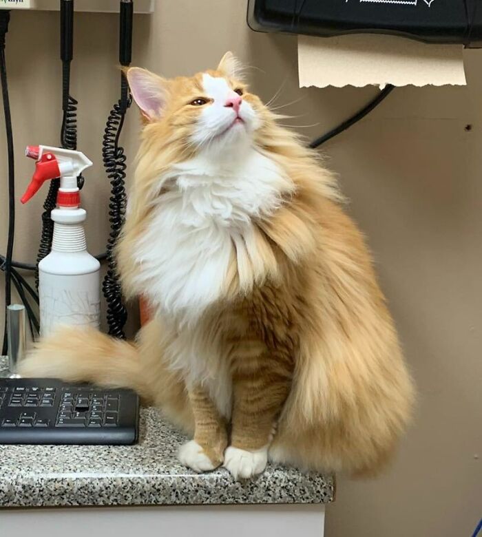 dylan, un chat des forêts norvégiennes de 11 mois. notre technicien vétérinaire l’a porté dans tout le bureau pour voir le reste du personnel pour les animaux et les photos. il se sentait fier.