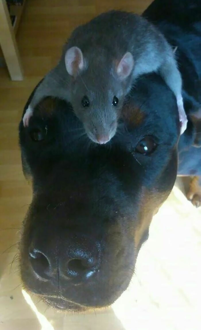 il a son rat de réflexion