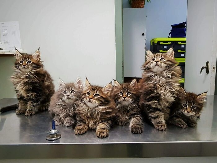 Chatons maine coon de 9 semaines, attendant leur contrôle vétérinaire