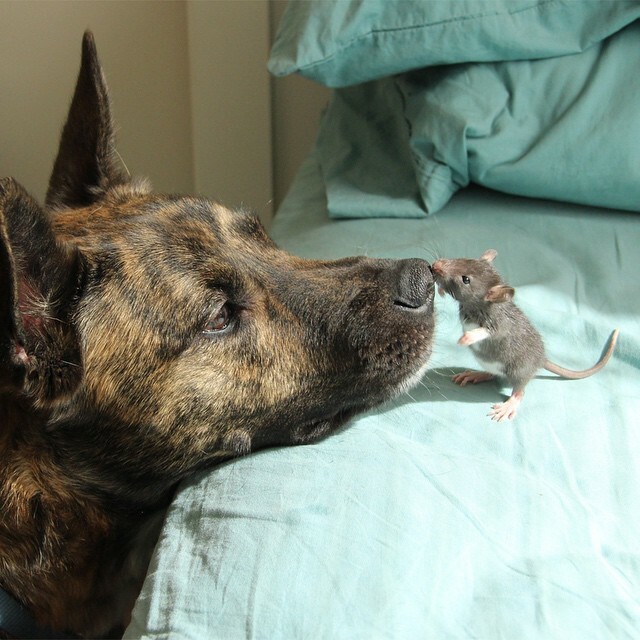 Un chien de sauvetage qui n’avait personne avec qui jouer devient le meilleur ami d’un rat.