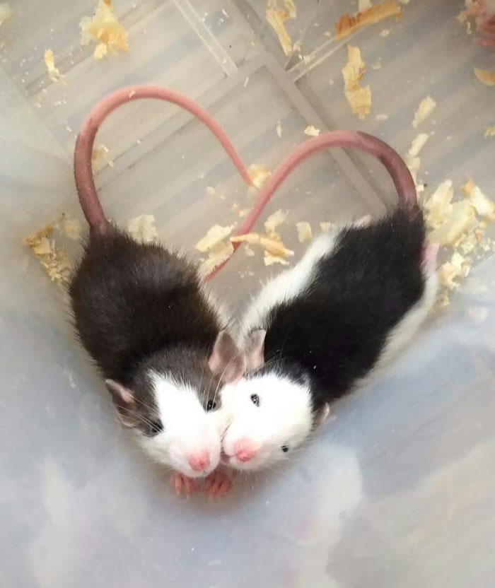 Les rats peuvent être mignons