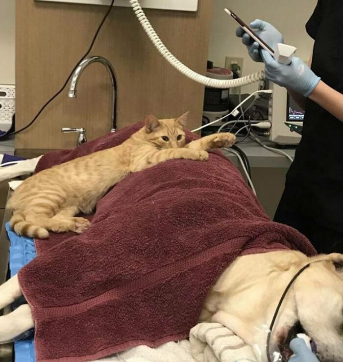 ron est arrivé à la clinique vétérinaire en tant que chien errant. Après quelques semaines, il a commencé à faire des tournées pour voir les patients et s’asseyait à côté de n’importe quel animal pendant qu’il dormait, leur offrant du réconfort.