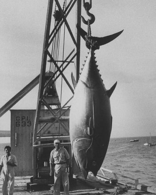 thon de 337 livres pêché à cabo blanco, pérou par un membre du club de pêche de cabo blanco. photo prise le 01 mai 1959 par frank scherschel